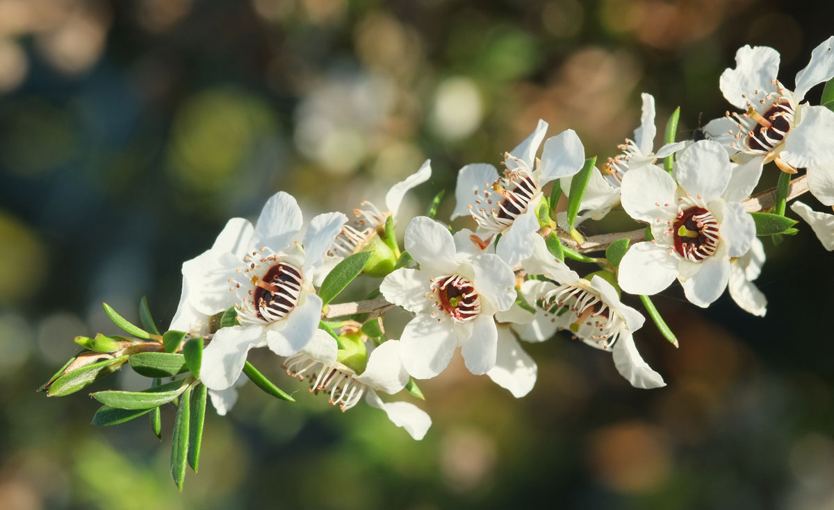 Manuka Honey branch
