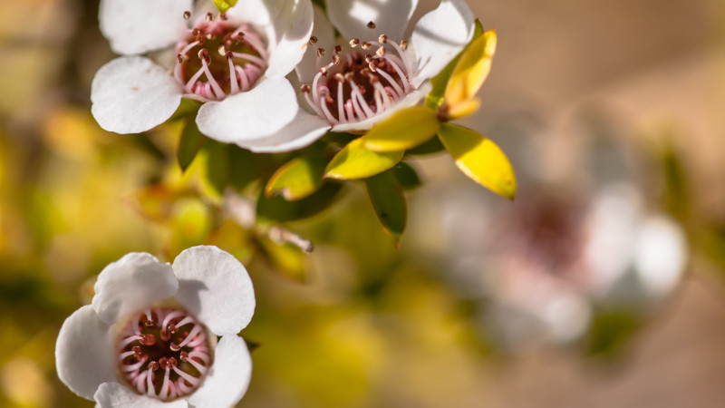 NZ Lazu Manuka Honey Flower